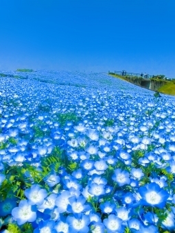 美しい花の画像 驚くばかりネモフィラ 花 言葉